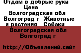 Отдам в добрые руки  › Цена ­ 100 - Волгоградская обл., Волгоград г. Животные и растения » Собаки   . Волгоградская обл.,Волгоград г.